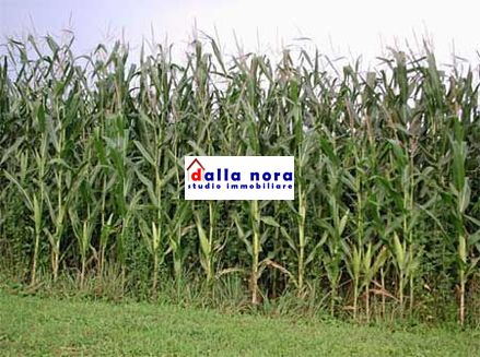 anteprima foto